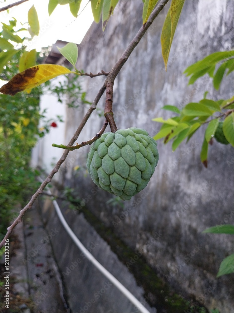 Fototapeta premium Soursop fruit (Annona squamosa) has high nutritional content.