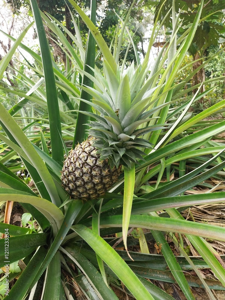Obraz premium Pineapple plant with the Latin name Ananas Comosus.
