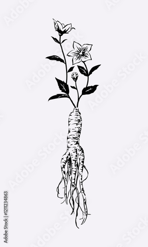 Balloon Flower and Root, bellflower Drawing with Line Art Illustration Vector.