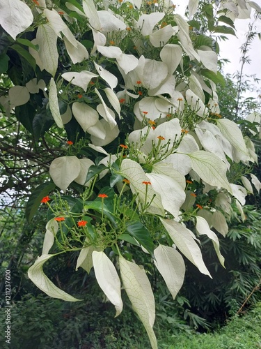 Kingkilaban with the scientific name Kingkilaban Mussaenda frondosa is a wild plant that can be used as a herbal medicine ingredient. photo