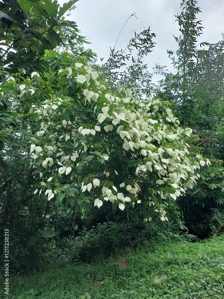 Fototapeta premium Kingkilaban with the scientific name Kingkilaban Mussaenda frondosa is a wild plant that can be used as a herbal medicine ingredient.