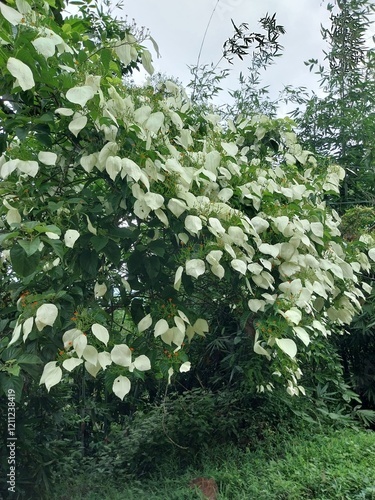 Kingkilaban with the scientific name Kingkilaban Mussaenda frondosa is a wild plant that can be used as a herbal medicine ingredient. photo