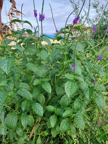 Horsewhip plant with the scientific name Stachytarpheta jamaicensis is often used as herbal medicine.