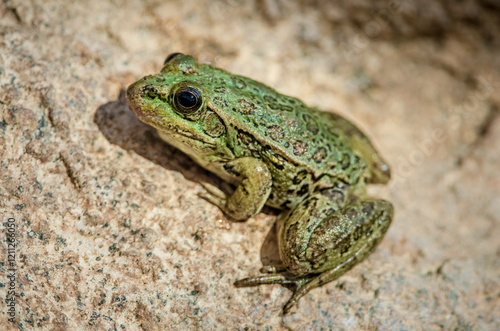 Billede på lærred A lowland leopard frog sits on a rock in central Arizona