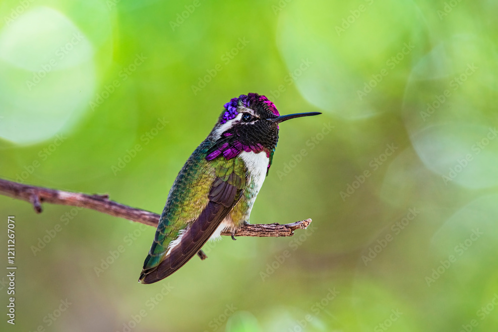 Naklejka premium A male Costa's hummingbird perches on a tree branch in the sonoran desert of central Arizona
