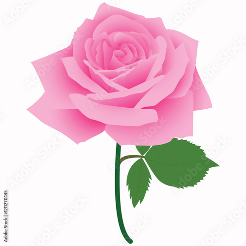 Realistic Natural Rose Vector Illustration photo