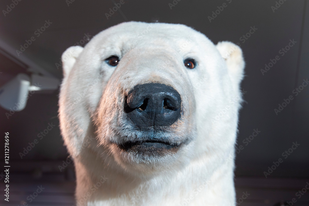 Obraz premium Taxidermy Polar Bear - Norway