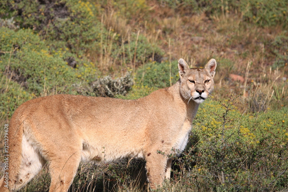 Pumas en Parque Nacional Torres del Paine en la Patagonia Chilena. Pumas en Parque Nacional Torres del Paine en la Patagonia Chilena.