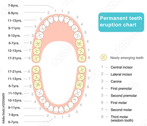 Permanent teeth development chart