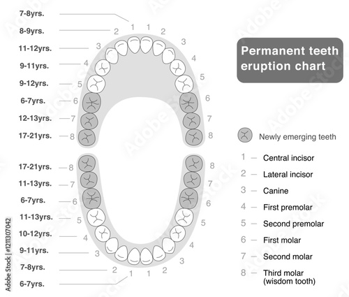 Permanent teeth development chart