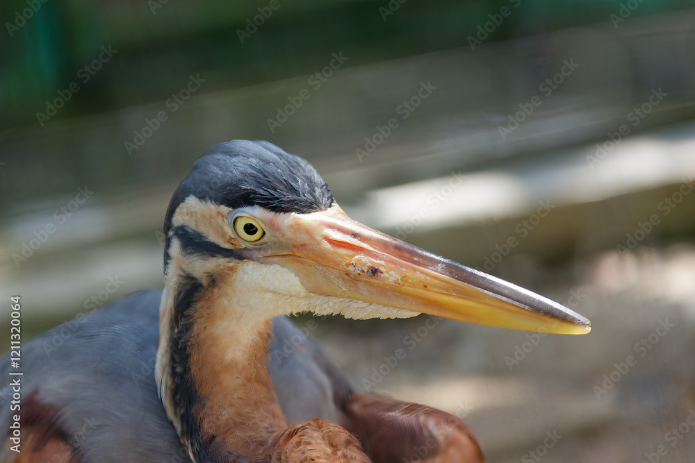 Obraz premium A close-up portrait of a purple heron's head with a long sharp beak and clear eye, set against a soft blurred background, capturing its natural beauty