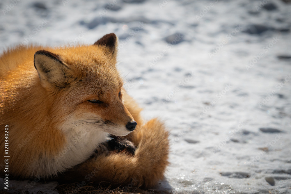 Fototapeta premium 北海道 北きつね牧場 きつね