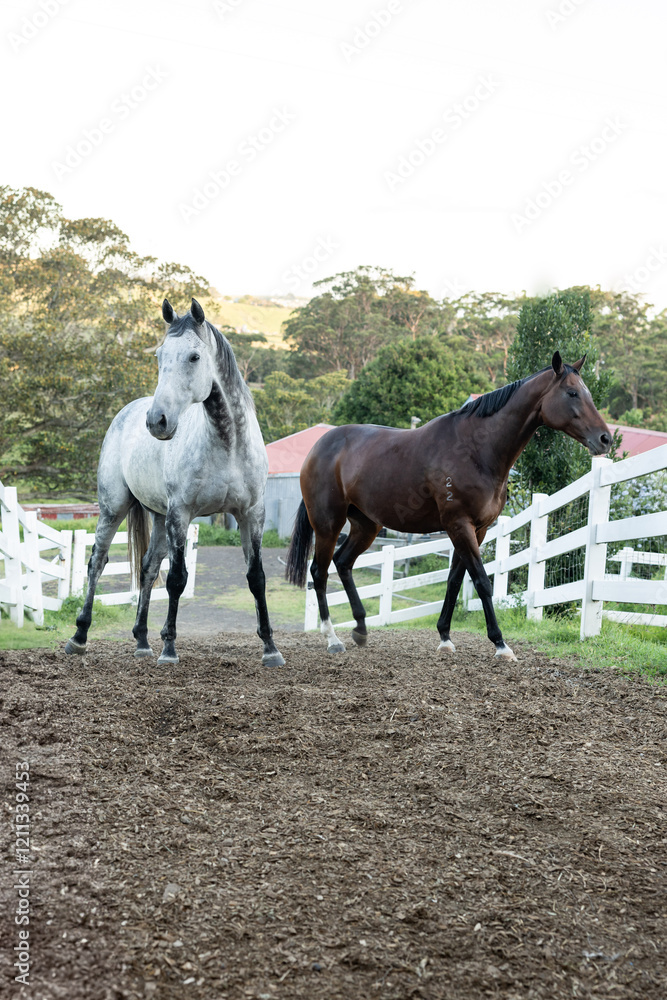 Fototapeta premium two horses on a farm