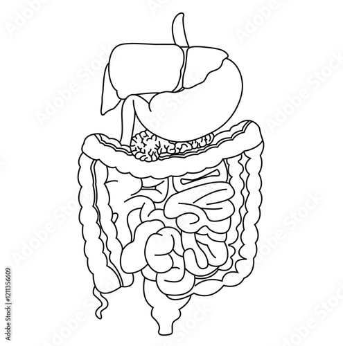 Science of cute cartoon  hand drawn vector human intestine and liver organ coloring page.