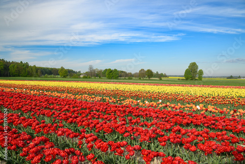 Wallpaper Mural Field full of colorful tulips Torontodigital.ca