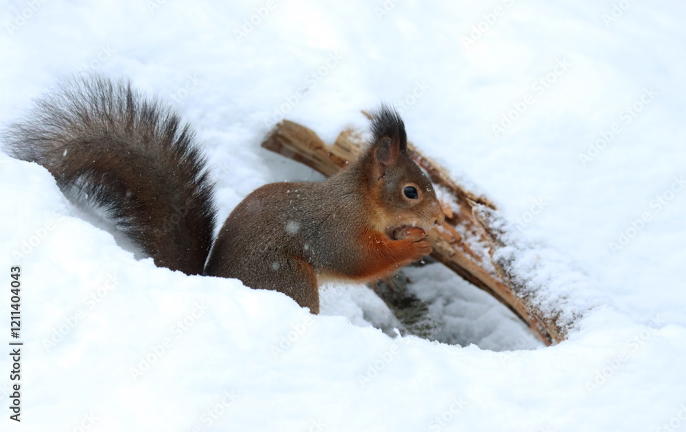 Canvas Print Squirrel