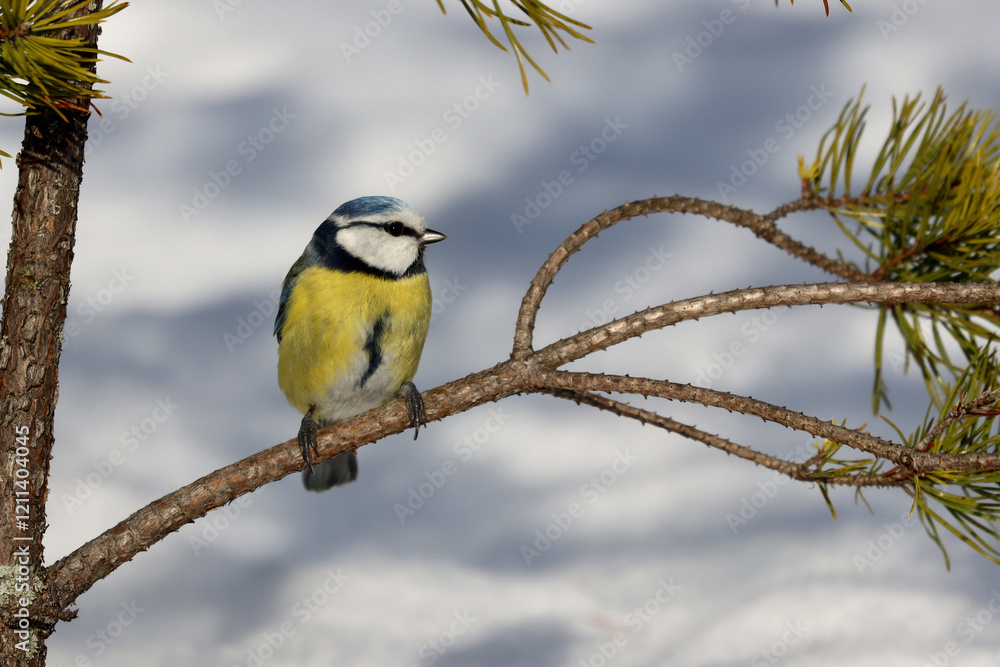 Fototapeta premium Blue Tit