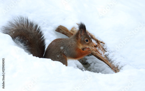 Photography Squirrel