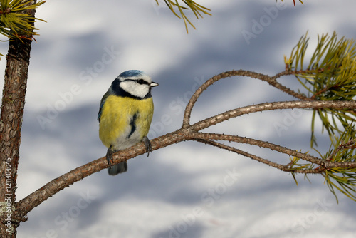 Obraz w ramie Blue Tit
