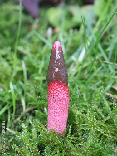 Mutinus ravenelii, commonly known as red stinkhorn, stinking fungus  from Finland photo