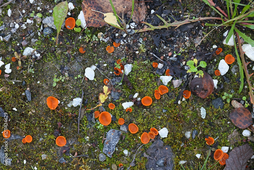 Melastiza chateri, commonly known as orange cup fungus, wild mushroom from Finland photo