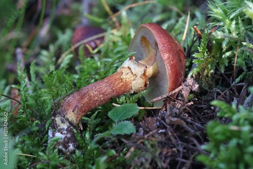 Suillus clintonianus, commonly known as larch suillus or larch bolete, wild mushroom from Finland photo