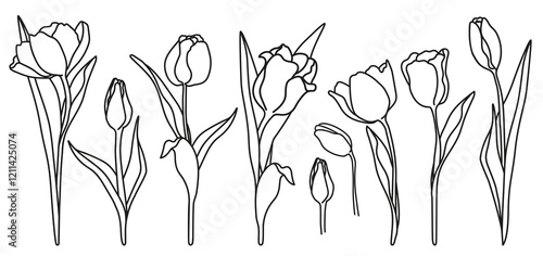 Set of linear tulips, flowers and buds with leaves. Monochrome vector illustration hand-drawn. Illustration for invitations, banners, postcards, design