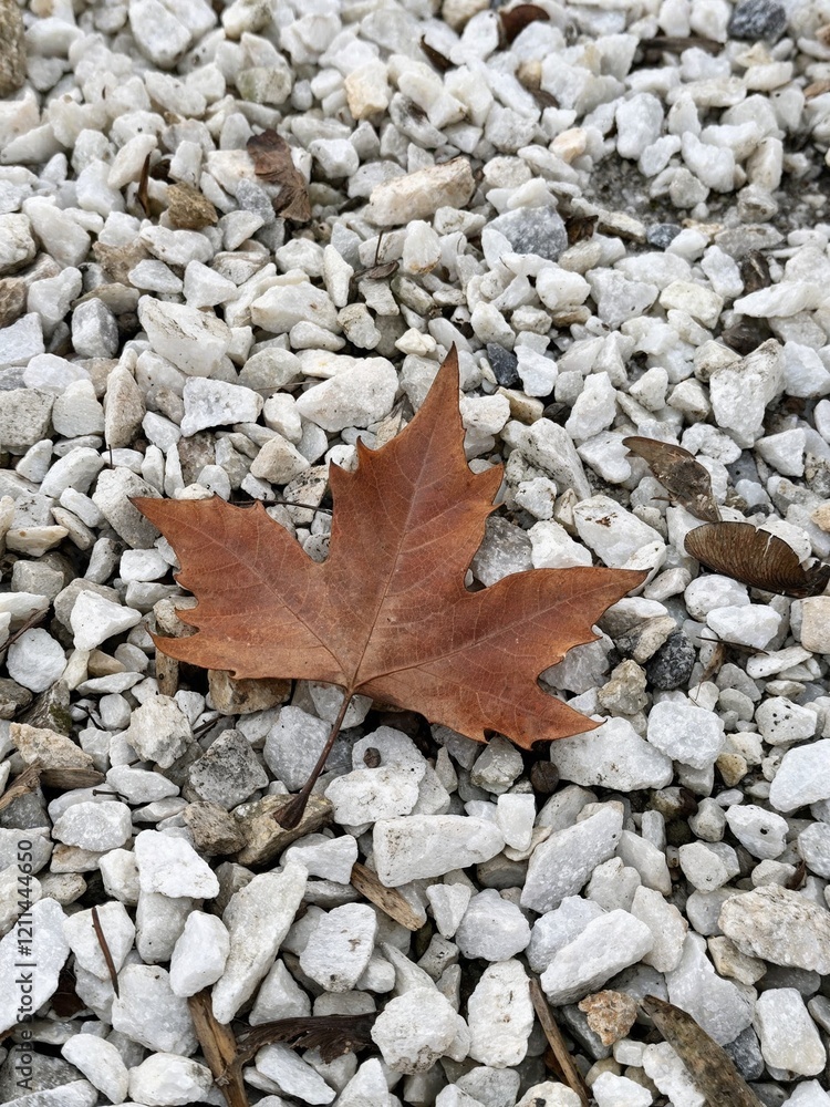 Close-up of a brown maple leaf on white gravel Close-up of a brown maple leaf on white gravel