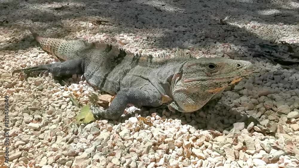 Iguana crawling on ground Tulum ruins Mayan site in Mexico. Iguana crawling on ground Tulum ruins Mayan site in Mexico.