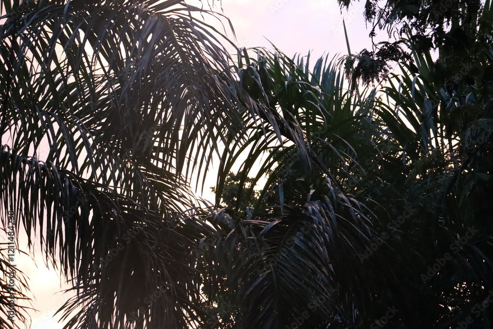 Naklejka premium palm tree sunset clouds