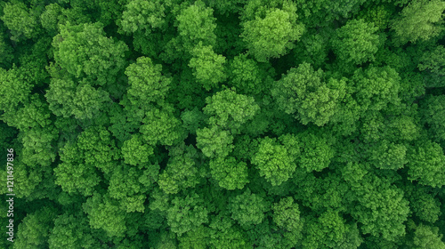 Aerial View of Lush Forest:...