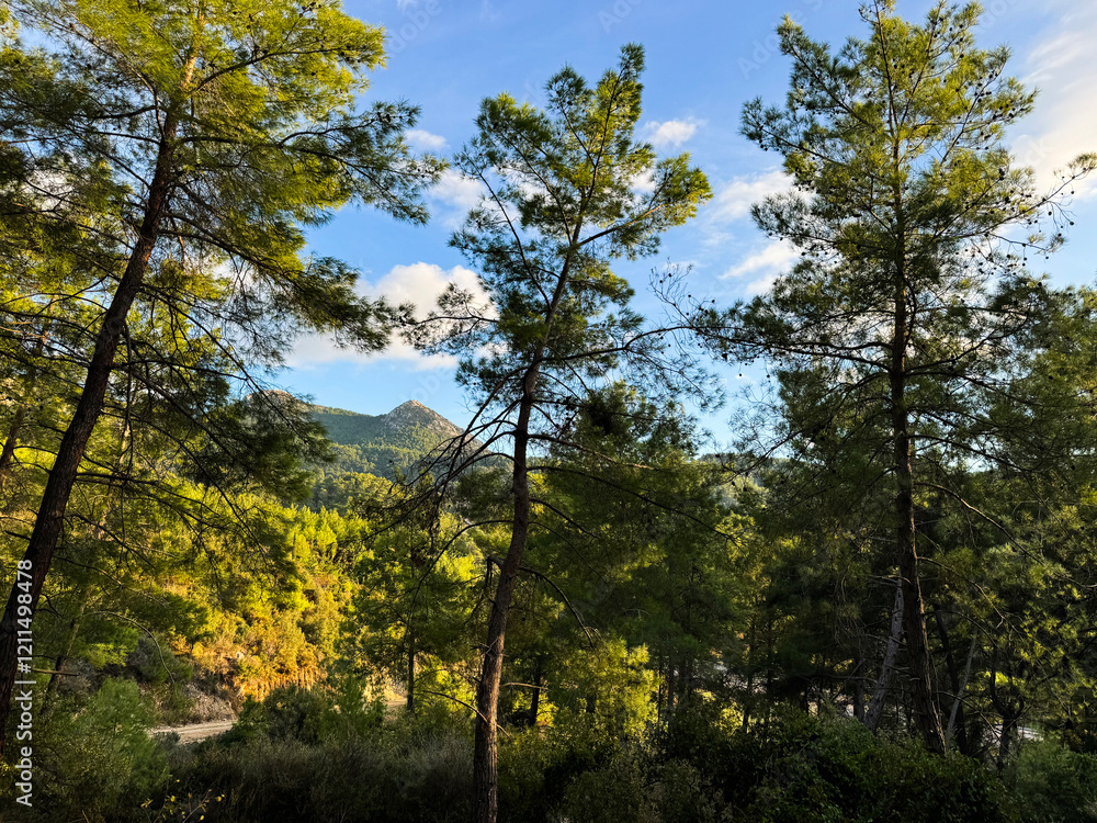 Fototapeta premium Serene forest landscape with towering trees under a clear blue sky in early morning light