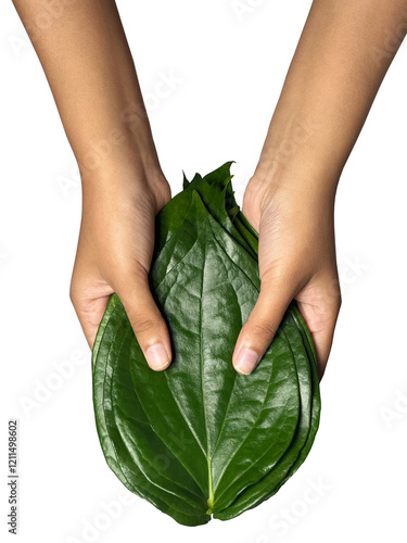 Foto young girl holding a fresh green betel leaf isolated on the white background