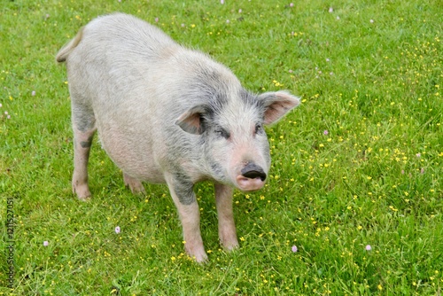 pig in the grass