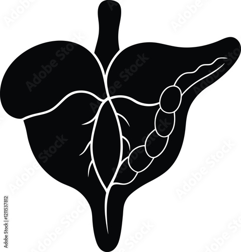 Gallbladder of human vector silhouette