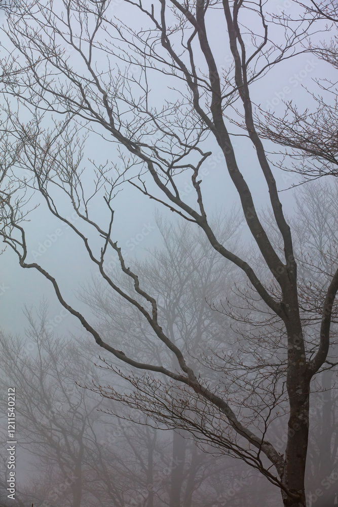 Misty morning wraps bare trees in a soft embrace of fog and stillness