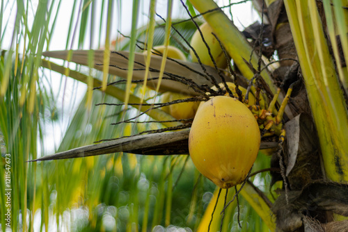 Fruto de la palmera photo