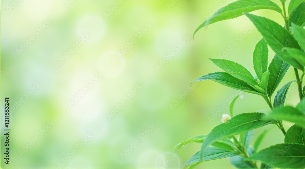 Blurry abstract green nature background featuring gentle gradients of green tones, smooth and seamless blend, refreshing and tranquil ambiance, perfect for conveying calm Blurry abstract green nature background featuring gentle gradients of green tones, smooth and seamless blend, refreshing and tranquil ambiance, perfect for conveying calm