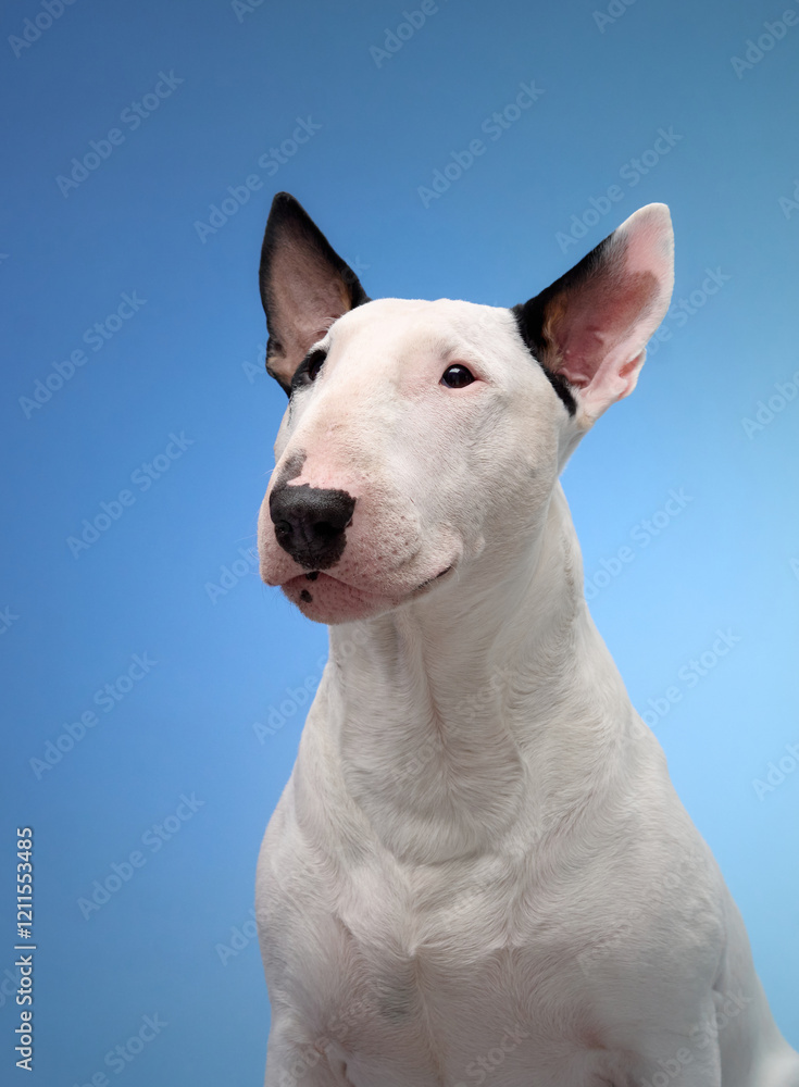 A white Bull Terrier with striking black ears sits in a studio setup, framed against a soft blue background. Its calm and attentive posture makes for a captivating composition. A white Bull Terrier with striking black ears sits in a studio setup, framed against a soft blue background. Its calm and attentive posture makes for a captivating composition.