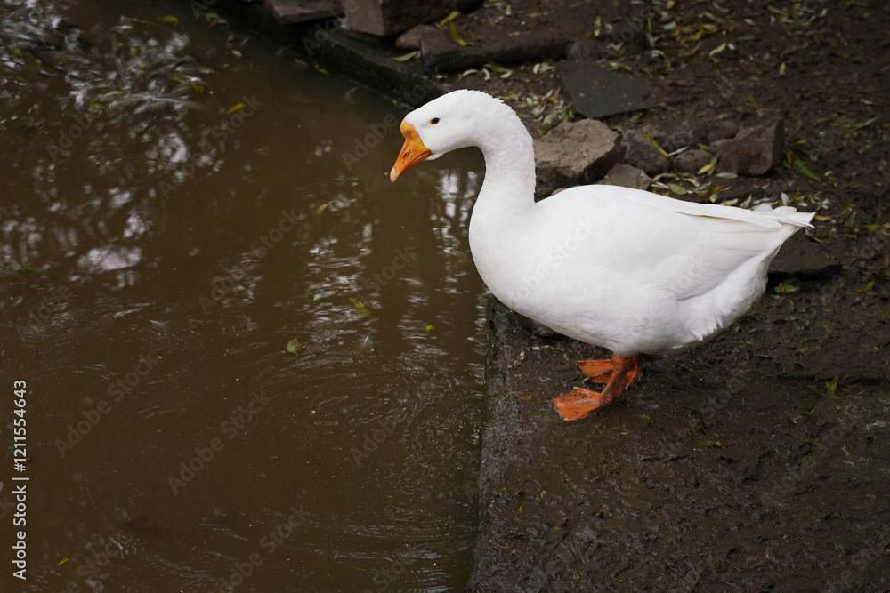 A white duck standing by a muddy water edge in a tranquil natural setting, observing the rippling water during a calm afternoon A white duck standing by a muddy water edge in a tranquil natural setting, observing the rippling water during a calm afternoon