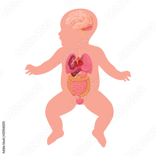 Anatomical structure of a child highlighting organ systems and brain function in a simplified illustration