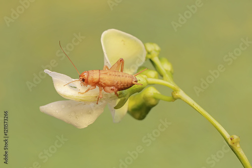 A young field cricket is eating a  winged bean flower (Psophocarpus tetragonolobus). This insect has the scientific name Gryllus campestris. photo