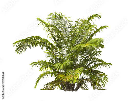 Single palm Tree PNG isolated on transparent background. big old palm plant with large green leaves. Areca Palm. Arenga engleri Plant. Chamaedorea. bamboo palm. PNG bush or shrub outdoor plant. photo