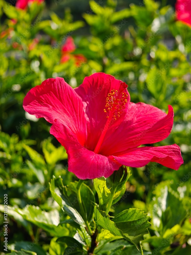 Fototapeta premium Red flower showing Stamen