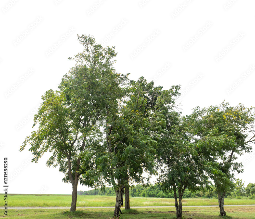 Group of green trees isolated on transparent background with clipping path and alpha channel.. Group of green trees isolated on transparent background with clipping path and alpha channel..