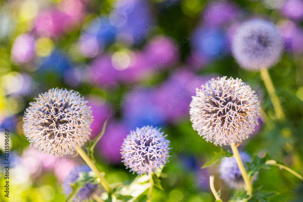Thistle Thistle