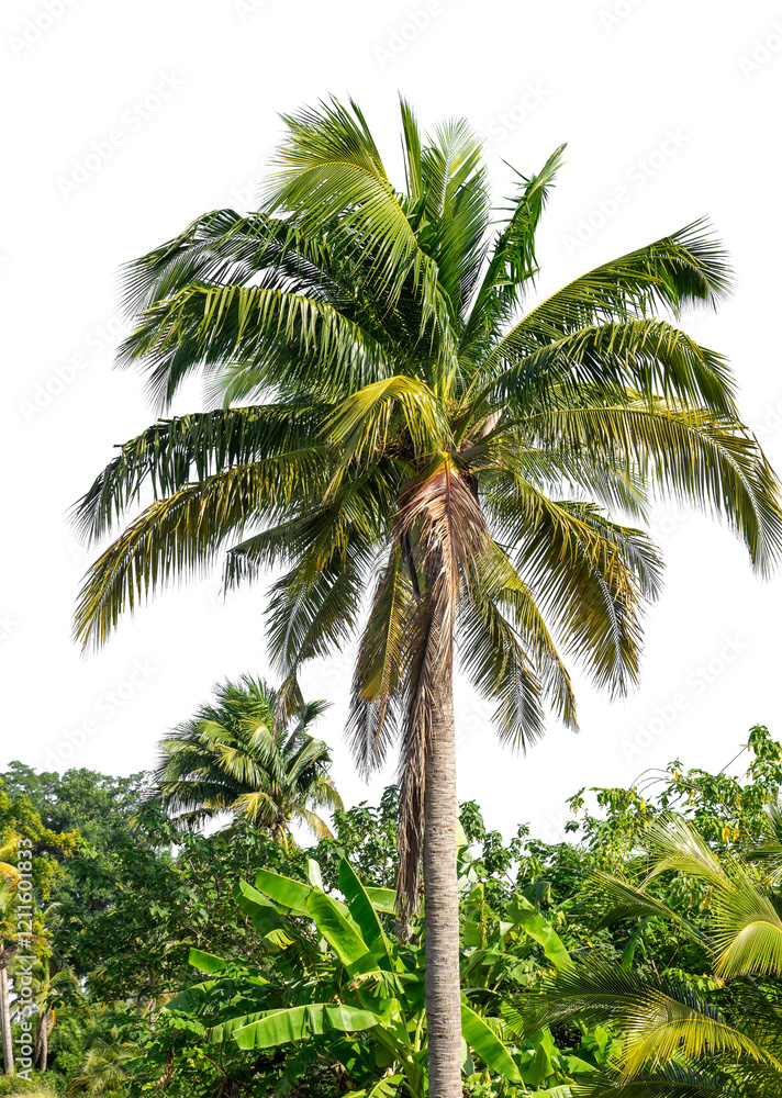 Coconut palm tree in summer on transparent background with clipping path and alpha channel. Coconut palm tree in summer on transparent background with clipping path and alpha channel.