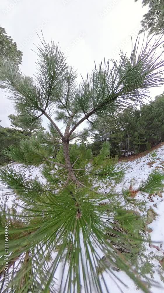 Vertical video. Aerial view Close-up view of a vibrant green pine tree surrounded by snow-covered ground and a dense forest, under a cloudy sky. Winter Forest Detail. Vertical video. Aerial view Close-up view of a vibrant green pine tree surrounded by snow-covered ground and a dense forest, under a cloudy sky. Winter Forest Detail.