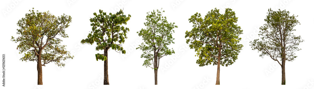 Obraz premium Collection high qaulity tree has been cut from the original background and replaced with a transparent background for easy selection.