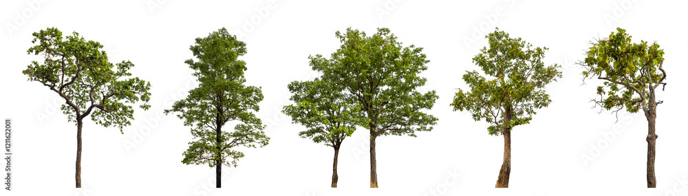 Collection high qaulity tree has been cut from the original background and replaced with a transparent background for easy selection. Collection high qaulity tree has been cut from the original background and replaced with a transparent background for easy selection.